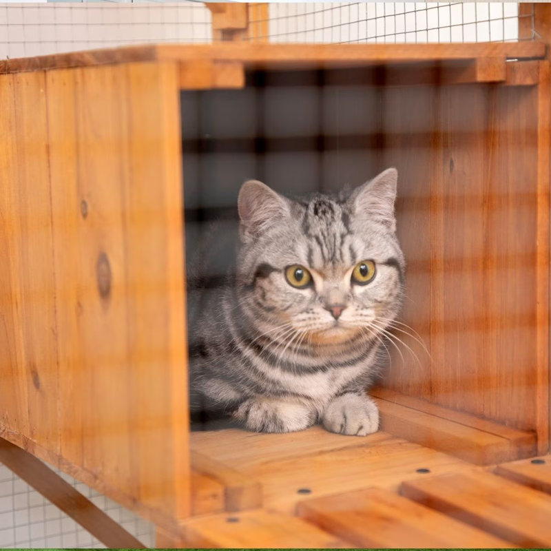 Tucker Murphy Pet Cabane Enclosure Catio Outdoor Cat Cage Reviews Wayfair